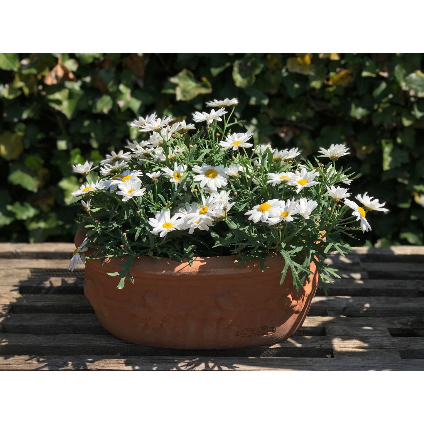 Vaso Ovale con Frutta