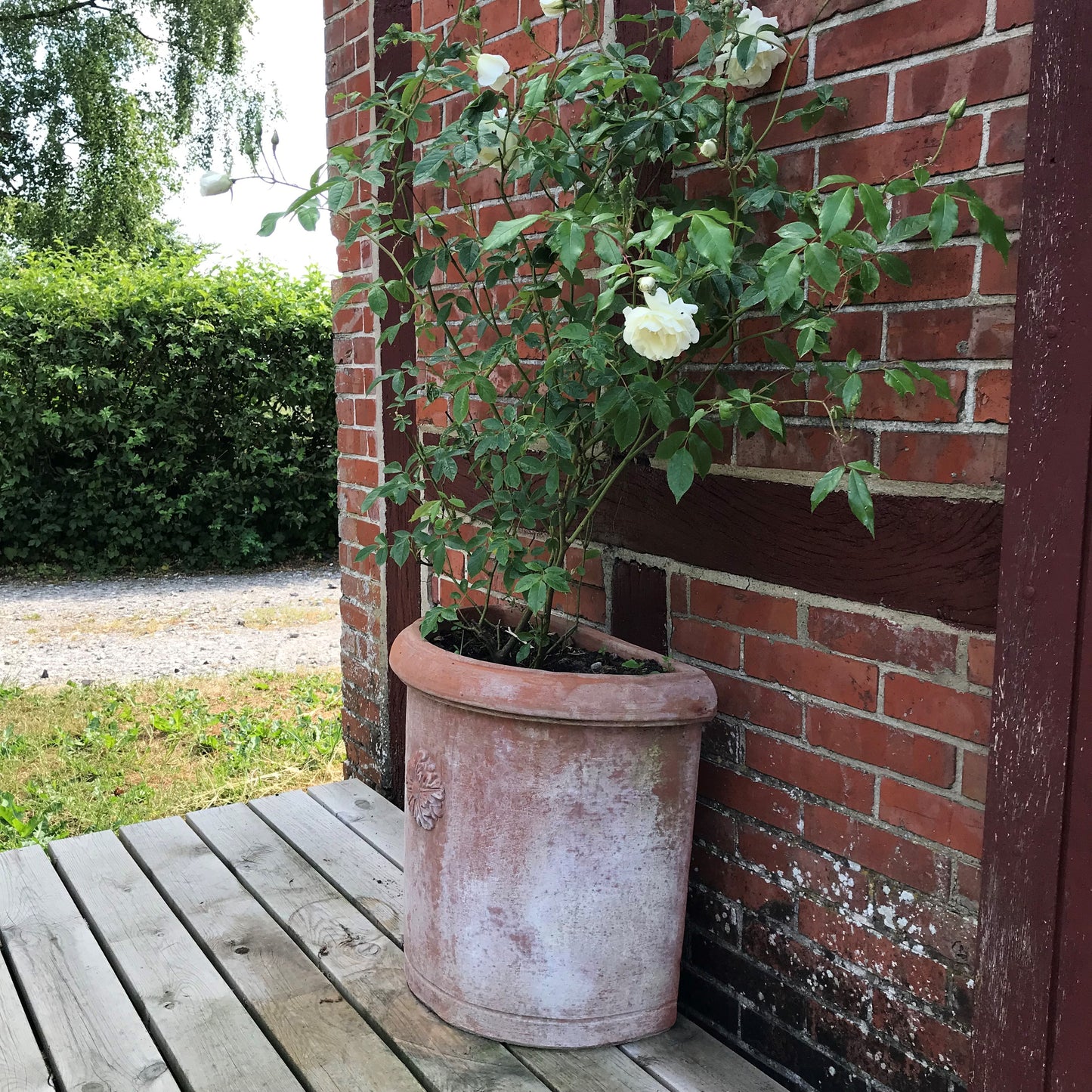 Semicircolare con Rosetta